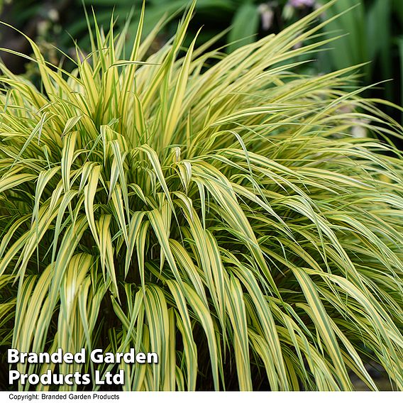 Hakonechloa macra 'Aureola'