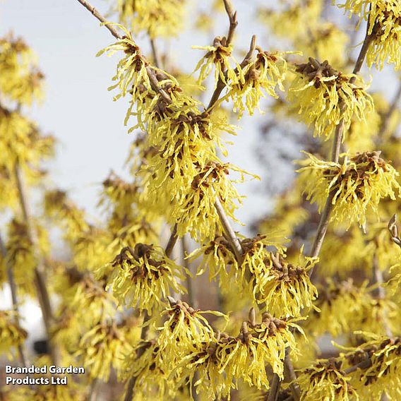 Hamamelis x intermedia 'Arnold Promise'