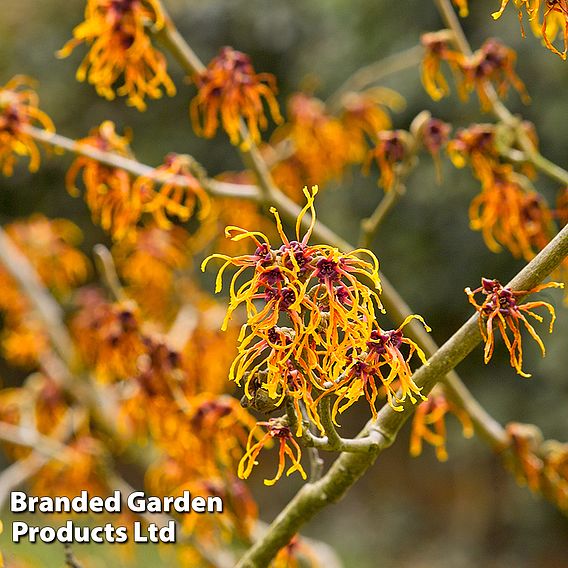 Hamamelis x intermedia 'Jelena'