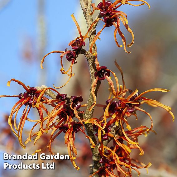 Hamamelis x intermedia 'Jelena'