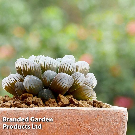 Haworthia cooperi