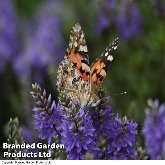 Hebe 'Garden Beauty Blue'