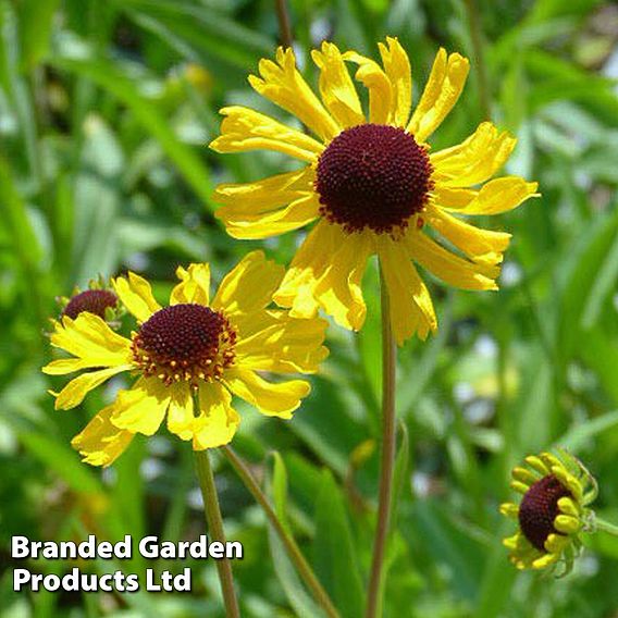 Helenium Tip Top