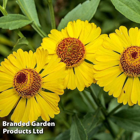 Helenium autumnale