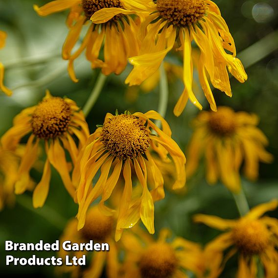 Helenium hoopesii