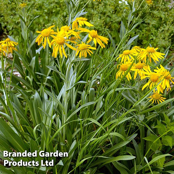 Helenium hoopesii