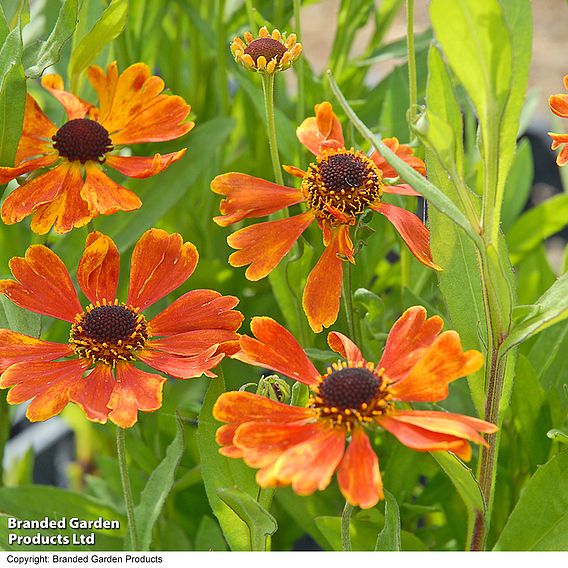 Helenium 'Moerheim Beauty'