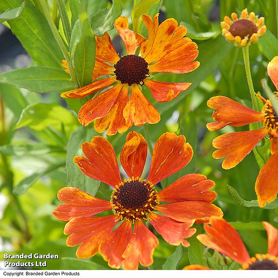 Helenium 'Moerheim Beauty'