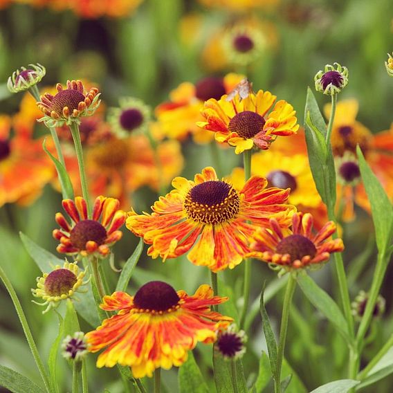 Helenium Sundae Duo | Suttons