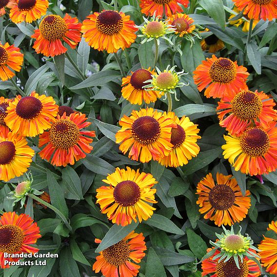 Helenium 'Short 'n' Sassy'