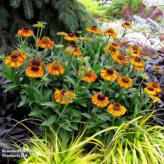 Helenium 'Short 'n' Sassy'