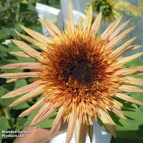 Sunflower 'Astra Rose' - Seeds