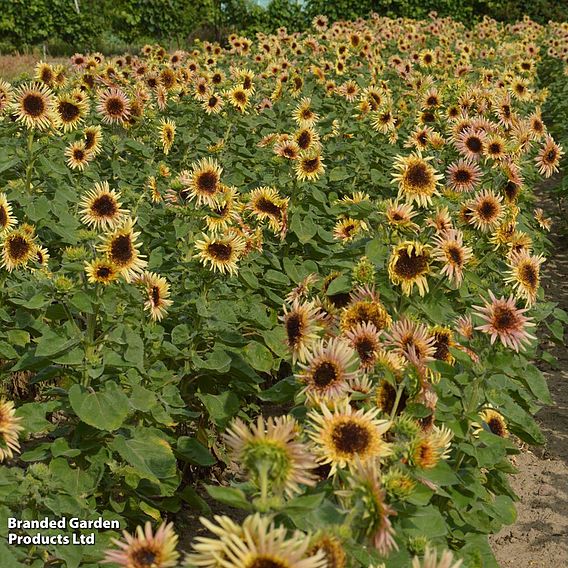 Sunflower 'Astra Rose' - Seeds