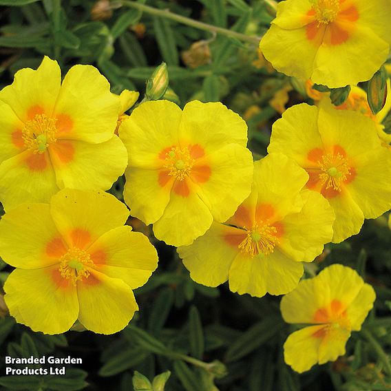 Helianthemum 'Ben Fhada'