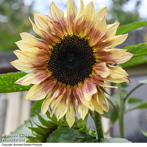 Sunflower 'Cherry Rose' - Seeds