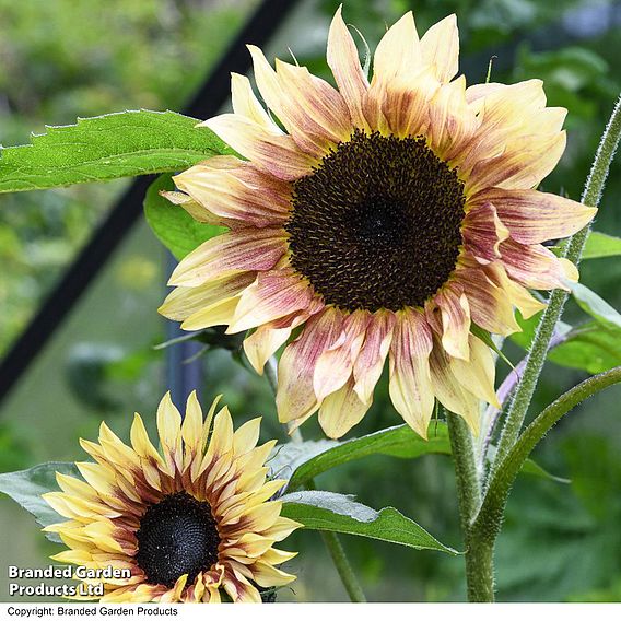 Sunflower 'Cherry Rose' - Seeds