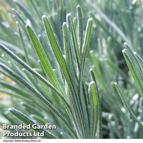 Helichrysum thianschanicum 'Icicles'