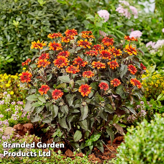 Heliopsis 'Luna Roja'