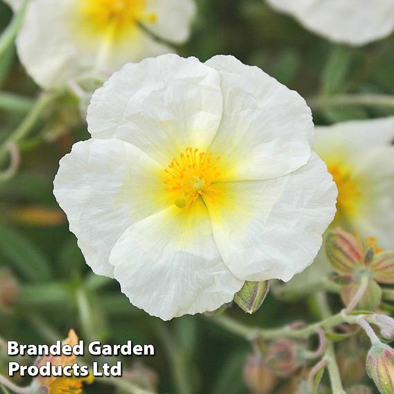 Helianthemum The Bride