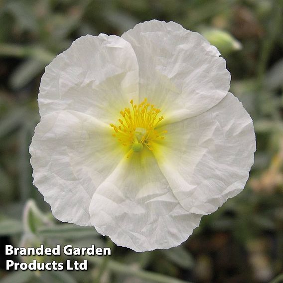 Helianthemum The Bride