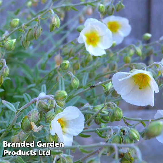 Helianthemum The Bride