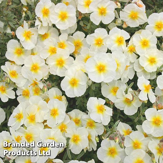 Helianthemum The Bride