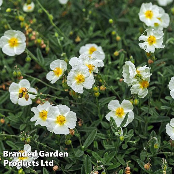 Helianthemum The Bride