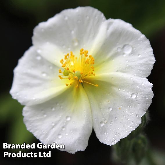 Helianthemum The Bride