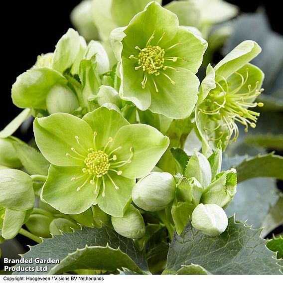 Hellebore argutifolius