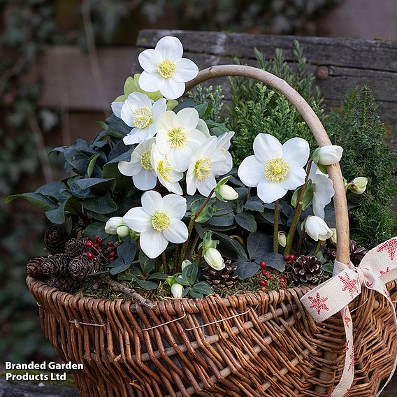 Hellebore 'Christmas Carol' - Gift