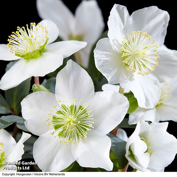 Hellebore 'Christmas Carol' - Gift