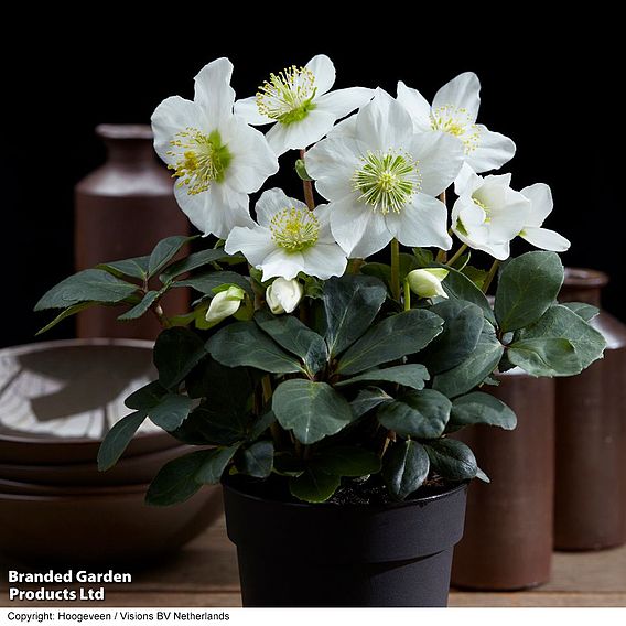 Hellebore 'Christmas Carol' - Gift