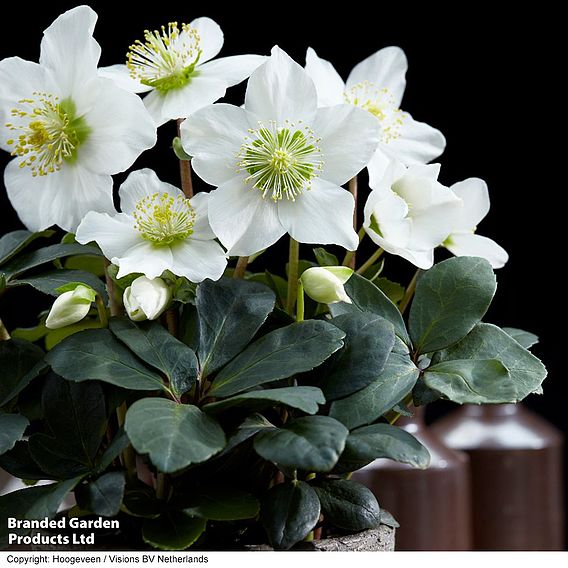 Hellebore 'Christmas Carol' - Gift