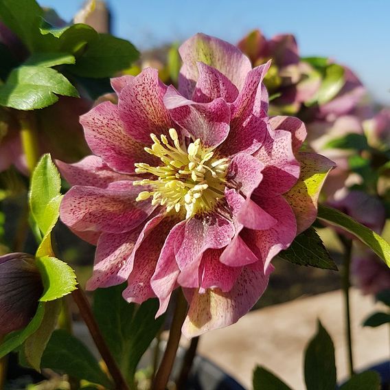 Hellebore 'Double Pink'