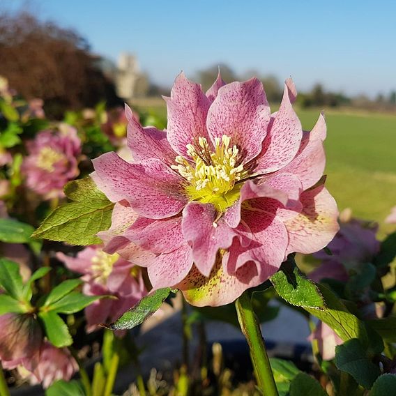 Hellebore 'Double Pink'