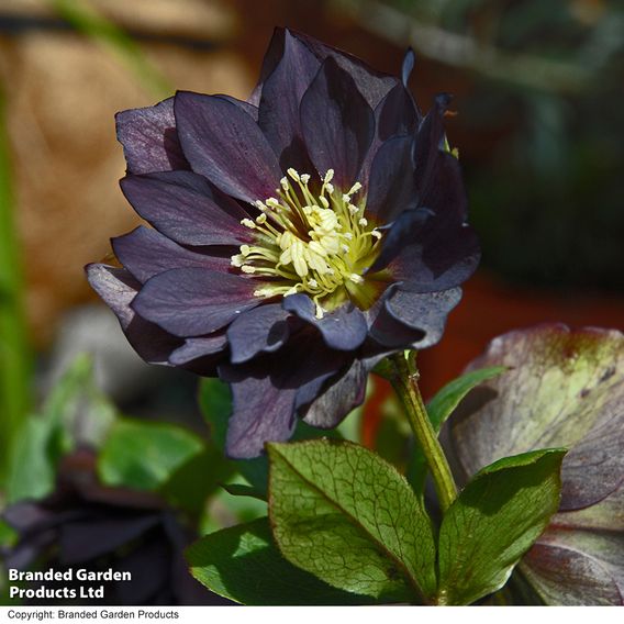 Hellebore 'Double Midnight Black'