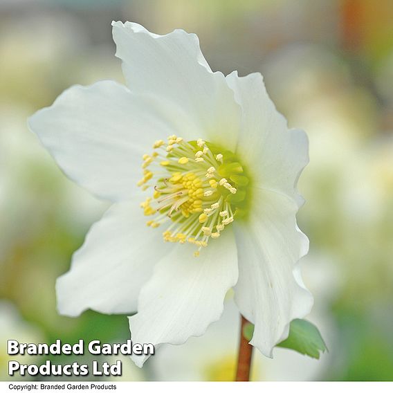 Hellebore Niger