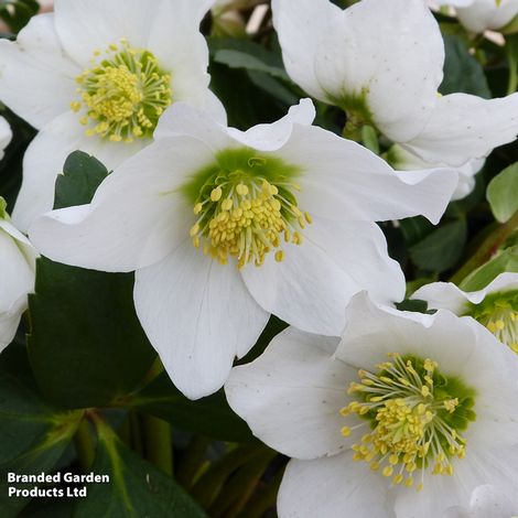 Hellebore 'Single Clear White'