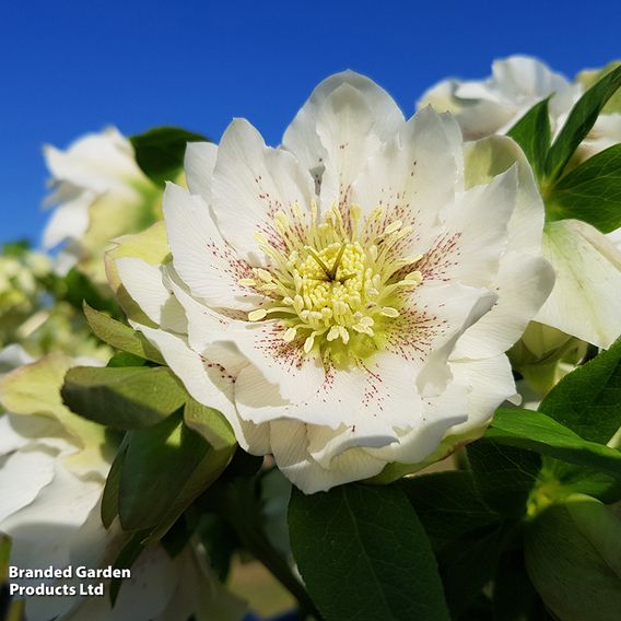 Hellebore 'Double White Speckled'