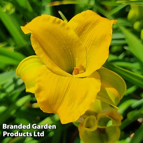 Hemerocallis 'See You Tomorrow'