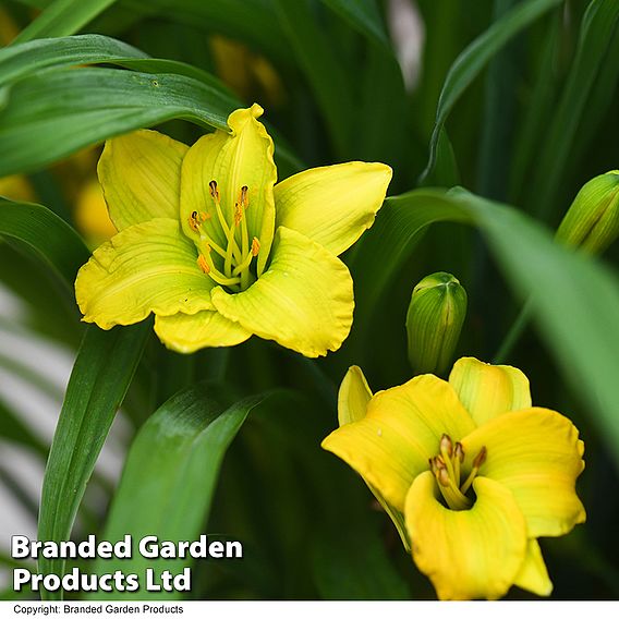 Hemerocallis 'See You Tomorrow'