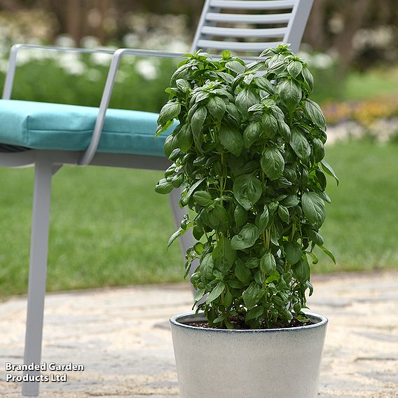 Basil 'Everleaf Emerald Towers' - Seeds