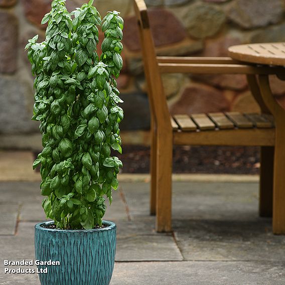 Basil 'Everleaf Emerald Towers' - Seeds