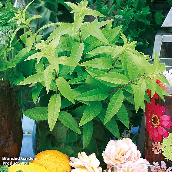 Lemon Verbena