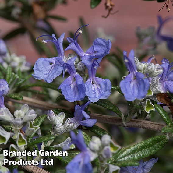 Rosemary 'Blue Cascade'