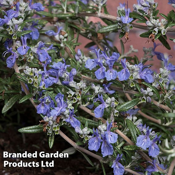 Rosemary 'Blue Cascade'