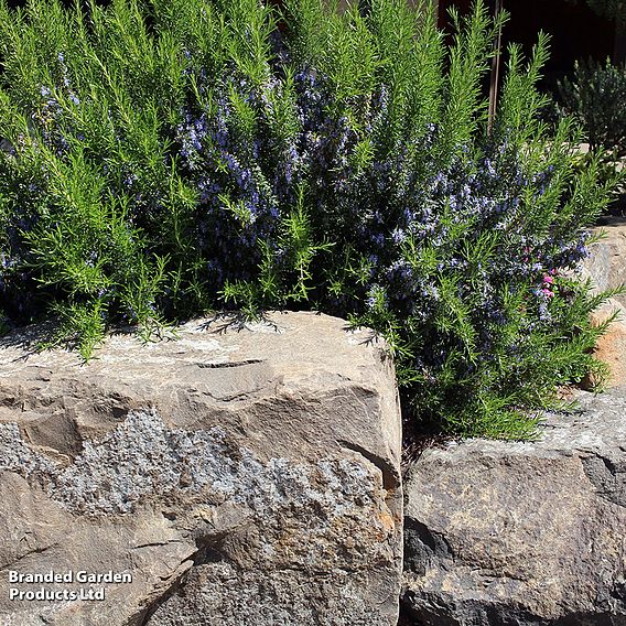 Rosemary 'Roman Beauty'