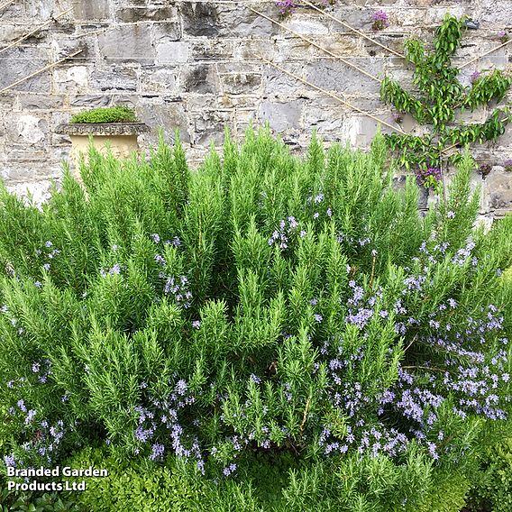 Rosemary 'Roman Beauty'