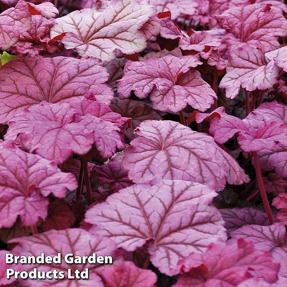 Heuchera 'Berry Smoothie'