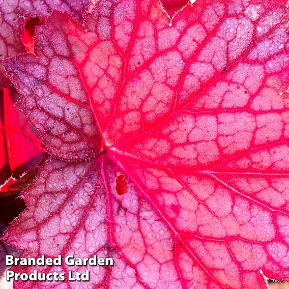 Heuchera 'Berry Smoothie'